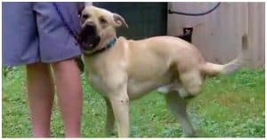 Robber Breaks Into Family’s Home And Is Attacked By Their Three-legged Dog