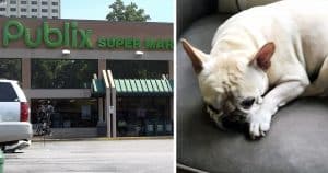 Senior Pup Was Snatched Away By Scoundrels When Her Back Was Turned For A Moment