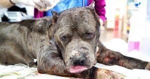 Used As Dogfighting Bait, She Didn’t Want To Brawl – She Only Craved Affection