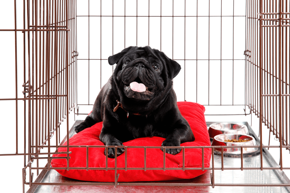 Best Heavy Duty Dog Crate