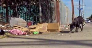 He Was So Starving, He Ate Trash To Survive – Witnesses Knew He Deserved Better