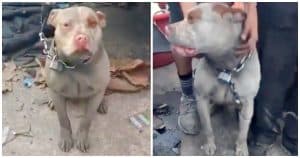 Junkyard Dog Chained To Car With Heavy Lock, Couldn’t Move More Than A Few Feet