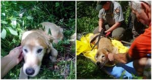 Lost Dog Couldn’t Stop Smiling Once He Was Finally Found Among The Forest Trees