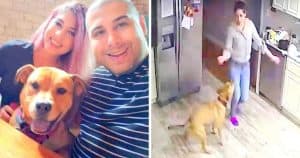 Man Gets Intruder Notification From Security Cam, Catches GF & Dog Dancing Instead
