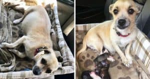 Minutes After She’s Freed From High Kill Shelter, She Gives Birth On The Ride Home