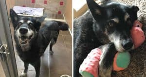 Picking Out Her Very Own Toy Helped Calm An Anxious Senior Rescue Dog