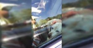 Police Officers Rescue Two Dogs From Overheated Cars That Reached 150 Degrees
