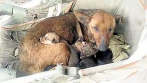 Woman Hears Crying And Finds Newborn Human Baby Tucked In Between Litter Of Stray’s Pups