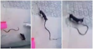 Courageous Dog Dies Saving His Family After Intense Battle With Venomous Cobra