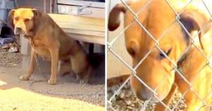 Dog Chained In Heat For 10 Years Cries Every Day, Owners Laugh In Rescuer’s Face