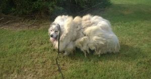 Dog Found Stuck In Barn Looks Brand New Once The 35 Pounds Of Fur Shaved Off
