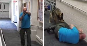 Dogs Are Being Trained To Protect Children During School Shootings From Armed Gunmen