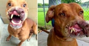 Family Dumped Their “Ugly” Dog And Doctors Transform Him With Life-Altering Surgery