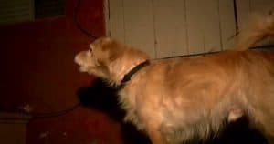 Rescue Dog Sensed Danger In The Wall And Waked Up Dad In The Middle Of The Night