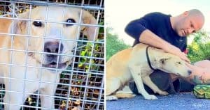 Scared Abandoned Dog Growls At Everyone, Opens Up After Rescuer Shows Her Love