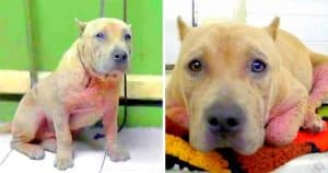 Sick Dog Gets Dumped At High-Kill Shelter, Gets Excited Whenever She Has Visitors
