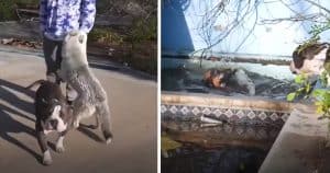 Stray Dogs Come Up To Teens To Ask If They Will Help Save Their Friend