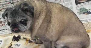 Woman Left Her Blind Deaf 15-Year-Old Pug In Box At Walmart And Then Walked Away