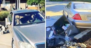 Dog Always Wanted To Drive A Car, Finally Gets His Chance & Crashes Into A Wall