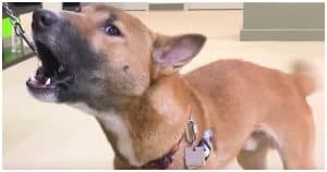 Extremely Rare Singing Dogs Gather Clicks And Hearts With Special Talents