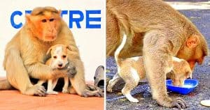 Monkey Adopts Helpless Stray Puppy, Feeds Him & Protects Him From The Rough World