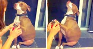 Over Dramatic Pit Bull Faints In Slow Motion To Avoid Getting His Nails Clipped