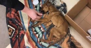 Police Officer Finds Starving And Terrified Puppy & Then He Fell In Love