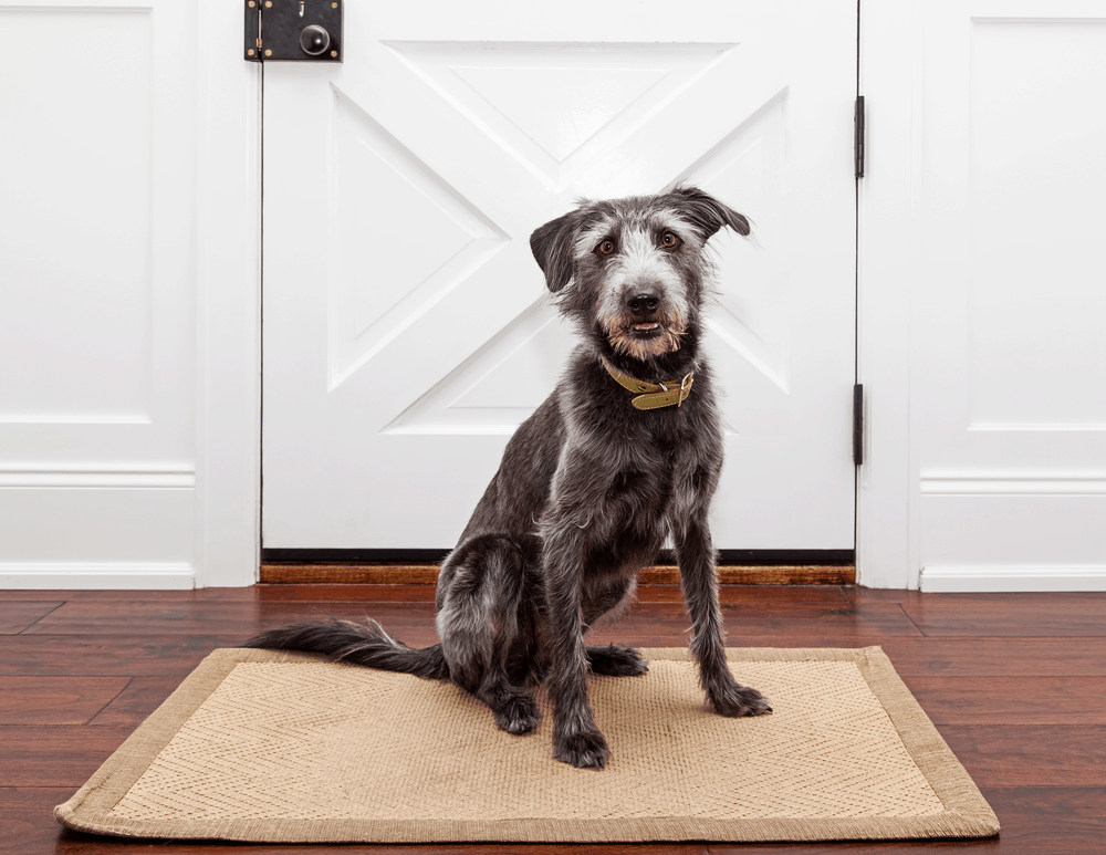 Best Dog Door for Cold Weather