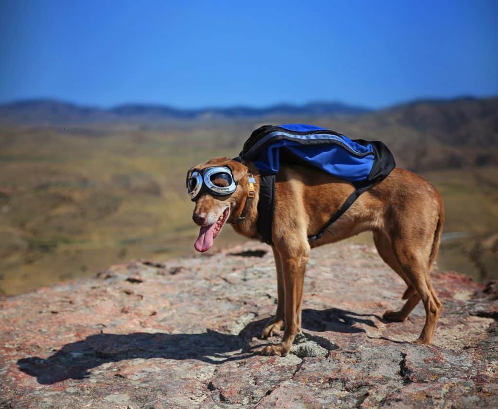 Best Dog Backpacks