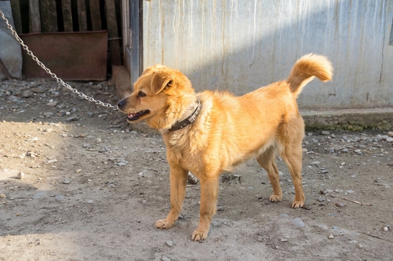 Best Outdoor Dog Chains (October 2021) Buyer's Guide and Reviews