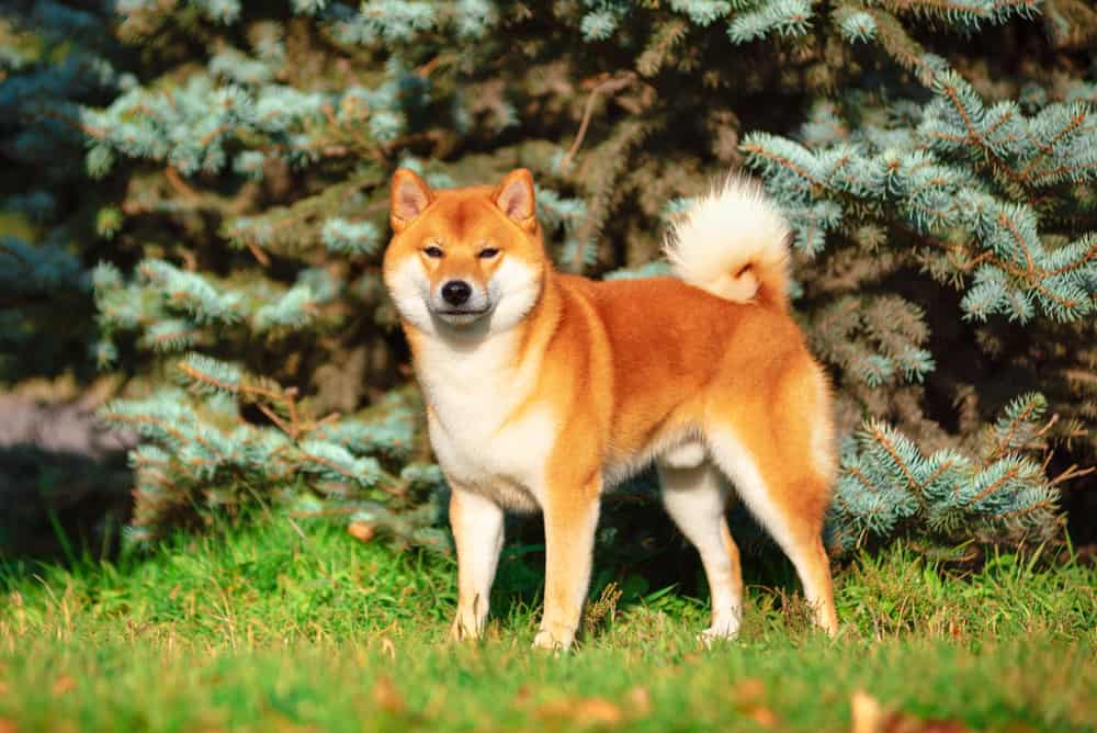 Shiba Inu Dog Breed Information Dogs 101 Shiba Inu