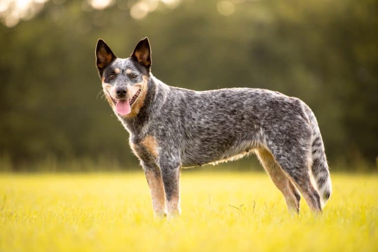 Blue Heeler Dog Breed Information Dogs 101 Blue Heeler