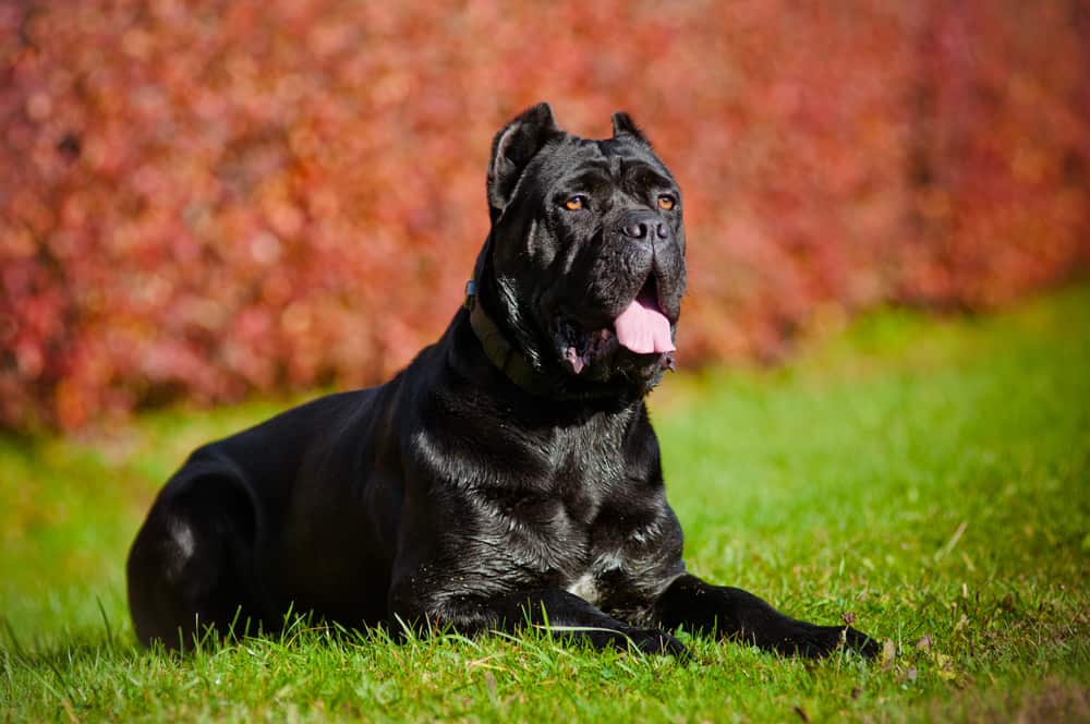 Cane Corso Dog Breed Information Dogs 101 Cane Corso