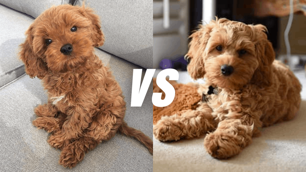 Cavapoo Vs Cockapoo Popular Poodle Mixes Compared