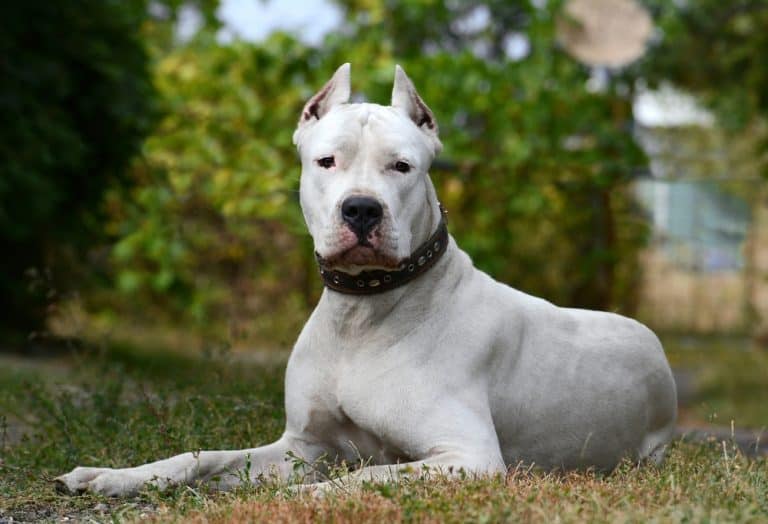Cane Corso And Dogo Argentino