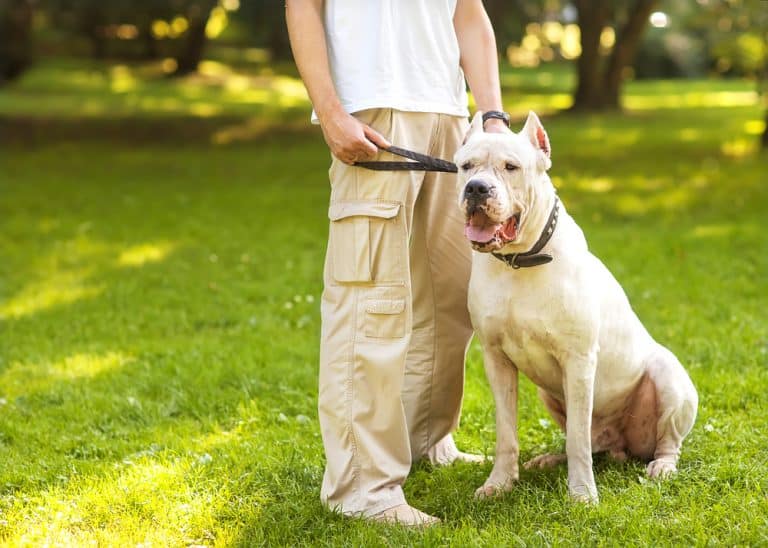 Dogo Argentino Vs Cane Corso
