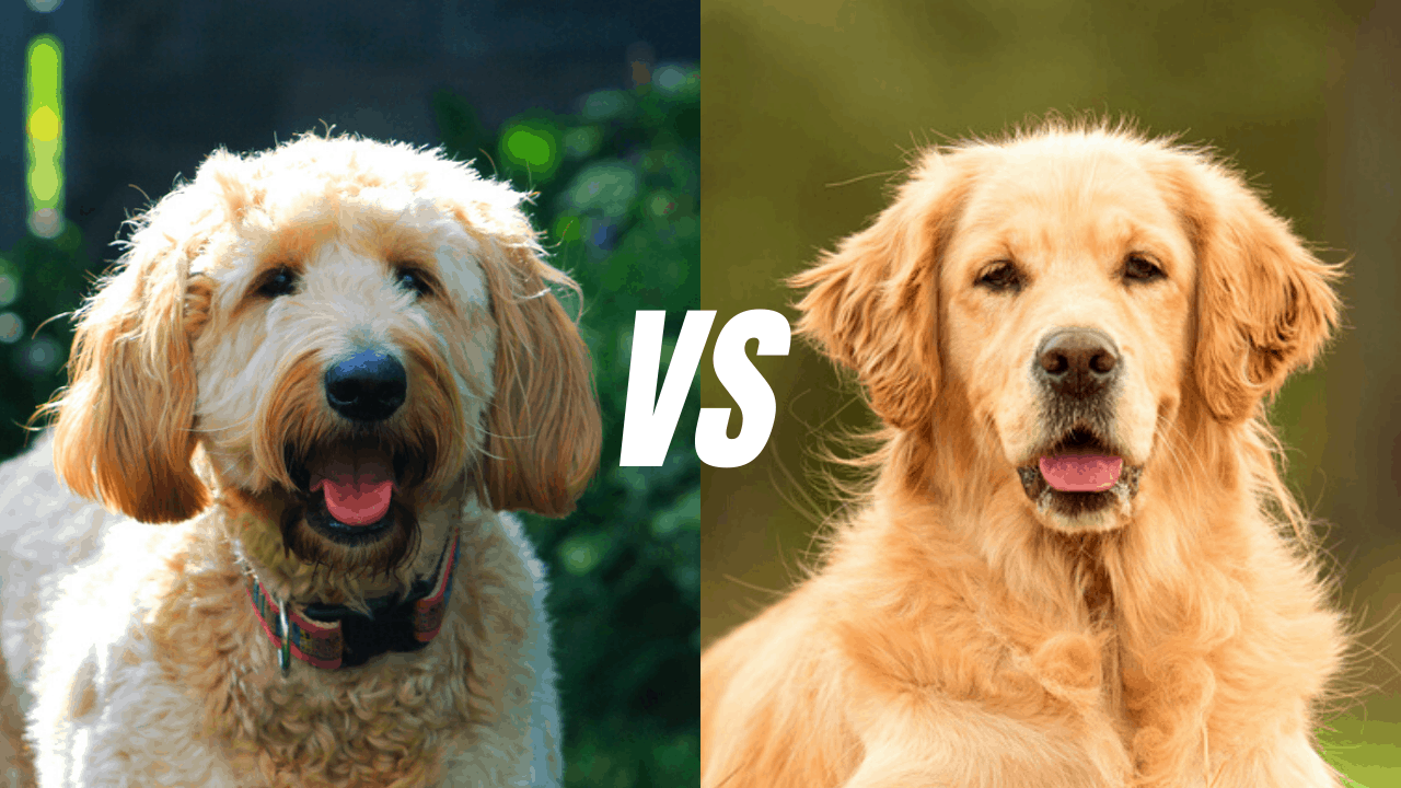 Goldendoodle Vs Golden Retriever I Which Dog Is Better for You?