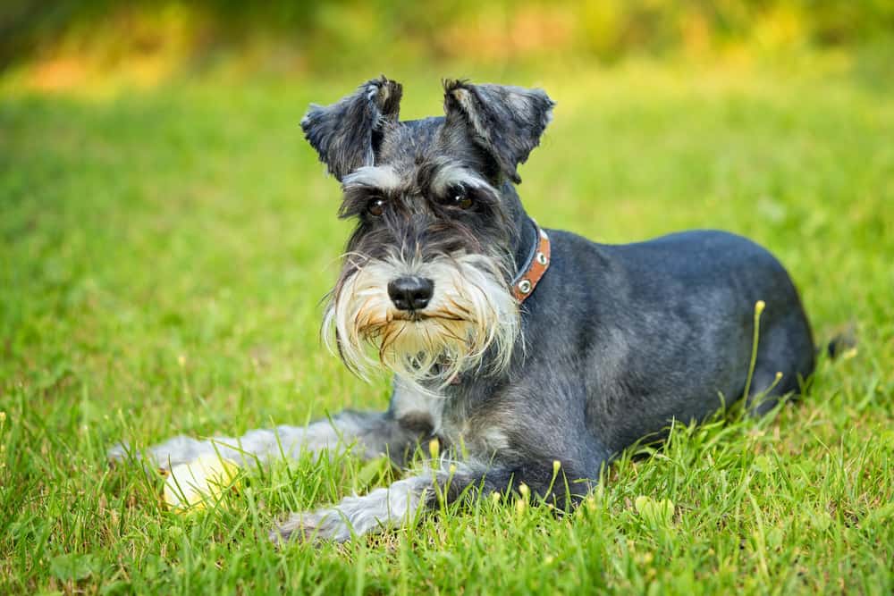 Miniature Schnauzer Facts 10 Facts About The Miniature Schnauzer